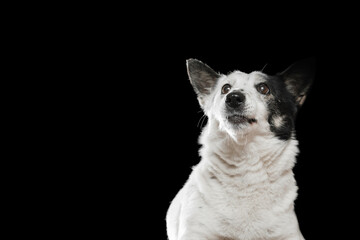 A black-and-white mongrel dog sits on a black background and catches food.