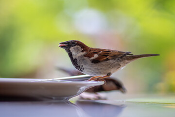 sparrow feeding on meal leftovers from a plate in a restaurant
