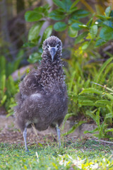 Laysan Albatross standing chick at nest

