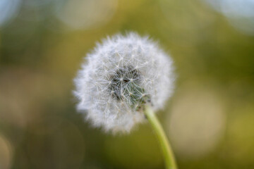 detail of blossomed dandelion head on a grass