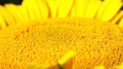 Big sunflower head bloom on a sunny day. Agriculture and harvest of sunflowers in urban setting....