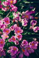Naklejka na ściany i meble Purple crocus flowers in spring. High quality photo.