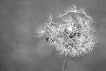 A monochrome close-up of a dandelion blowball, showcasing its fragile beauty and transitory nature,...