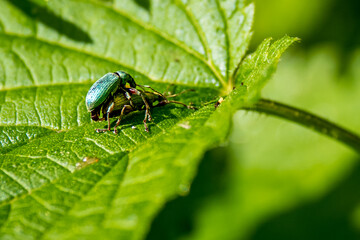Two green nettle weevils mate on a nettle leaf, their iridescent metallic green bodies contrasting...