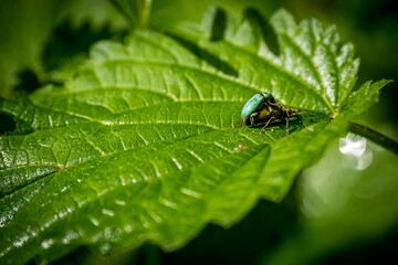 A close-up captures the intimate moment of two green nettle weevils, Phyllobius pomaceus, mating on a lush nettle leaf, while showcasing their metallic green and slender bodies in the spring sunshine.