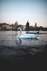 typical Prague cityscape. You can see Prague house facades and the Charles Bridge, also you can feel the Prague old town flair.