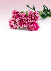 pink carnations on white background