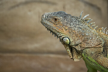 Portrait of an iguana lizard in captivity.