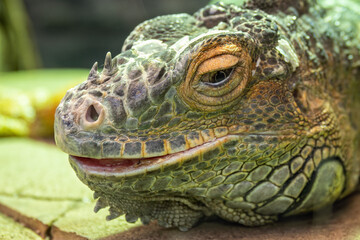 Portrait of an iguana lizard in captivity.