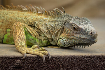 Portrait of an iguana lizard in captivity.