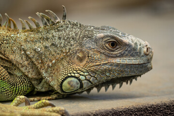 Portrait of an iguana lizard in captivity.