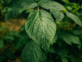 green leaf with water drops