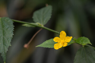 Yellow flower on a plant in detail.