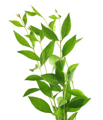 Henna leaves in bunches