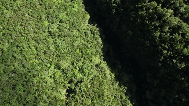 bosque muy verde con un barranco en plano cenital a vista de dron