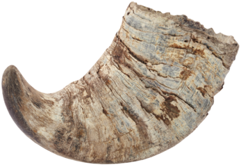 Horn of Water buffalo