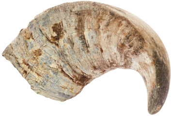 Horn of Water buffalo