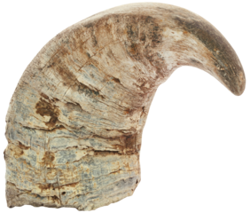 Horn of Water buffalo