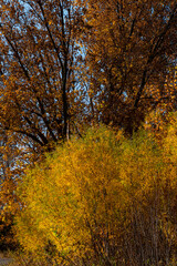 688-46 Brilliant Autimn Foliage