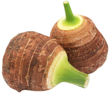 Edible root of colocasia