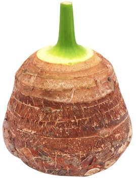 Edible root of colocasia