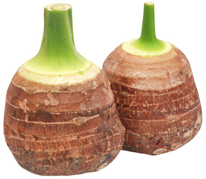 Edible root of colocasia