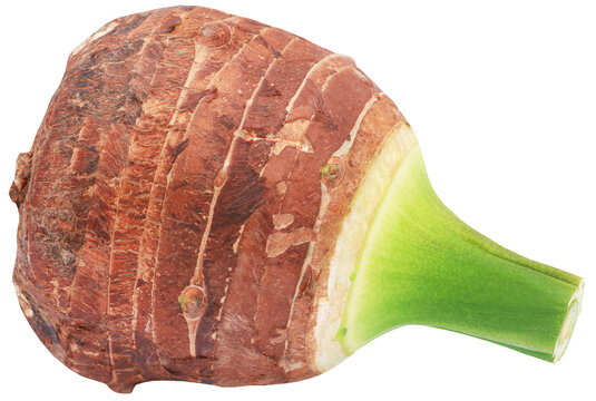 Edible root of colocasia