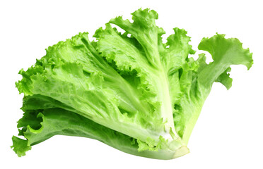 Fresh lettuce