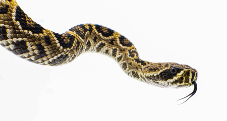Eastern Diamondback rattlesnake - crotalus adamanteus isolated on white background side profile...