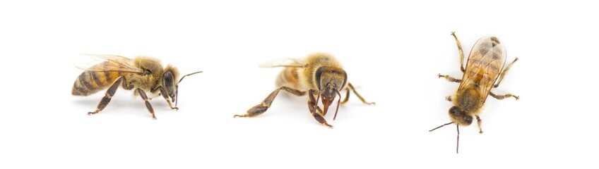 western honey bee or European honey bee - Apis mellifera -