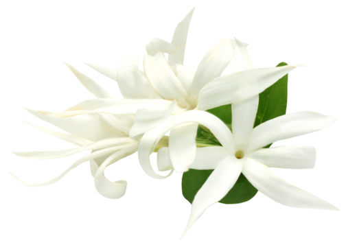 Malotilata flowr of Indian subcontinent