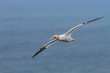 Northern Gannet, adults in flight, Bempton cliffs, England, United Kingdom.