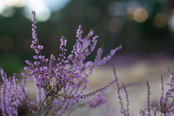 Heidekrautblüte im August 