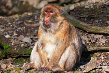 Monkey standing on the ground . Monkey male at habitat