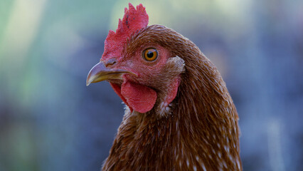 Chicken portrait in Ontario, Canada suburbs 1