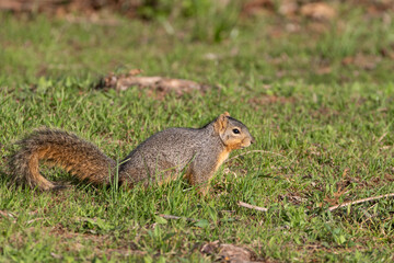 Naklejka na ściany i meble Profile of a cute, furry Fox Squirrel foraging for food in the green grass of a city park on a sunny morning.