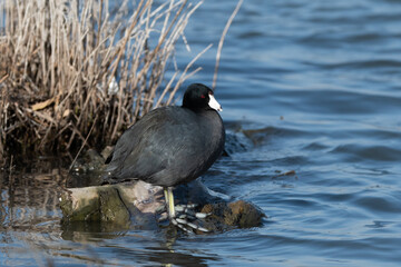 An American Coot standing on some rocks on the edge of the water on a lake shore.