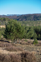 B&auml;ume in den D&uuml;nen 