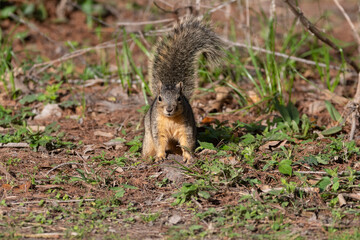 Naklejka na ściany i meble A cute, furry Fox Squirrel pausing to look up while searching for food in the dirt and weeds of a city park on a sunny morning.