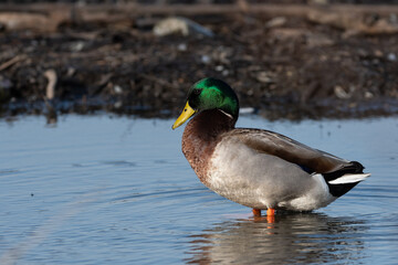 A profile of a male Mallard Duck standing in the shallow water near a lake shore with the morning sunlight glowing on its head feathers.