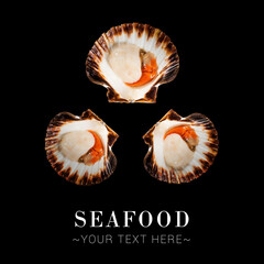 Top view of raw scallops with shells isolated on black background. Ready advertising banner with text and copy space. Raw cooled seafood