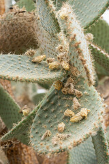 Bloomed flowers on prickly pear cactus.