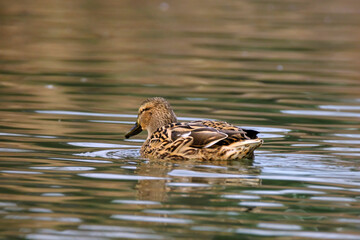 Female mallard duck, portrait of a duck with reflection in clean lake water.