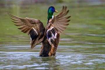 Obraz premium Male Mallard duck stretching wings in lake in Bad Pyrmont.