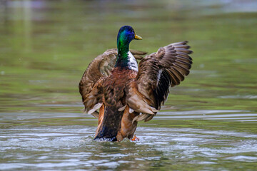 Male Mallard duck stretching wings in lake in Bad Pyrmont.
