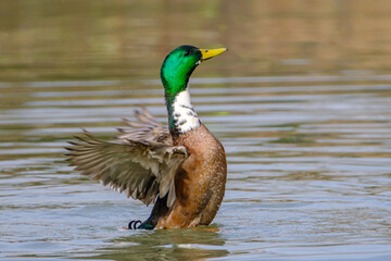 Male Mallard duck stretching wings in lake in Bad Pyrmont.