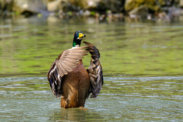 Male mallard duck with spreaded wings on the lake in Bad Pyrmont.