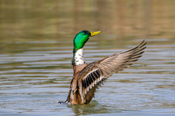 Male Mallard duck stretching wings in lake in Bad Pyrmont.