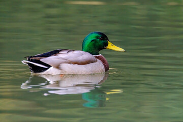Male mallard duck, portrait of a duck with reflection in clean lake water.