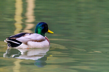 Obraz premium Male mallard duck, portrait of a duck with reflection in clean lake water.